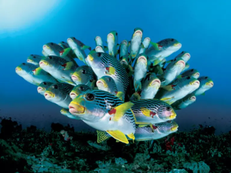 Experten-der-Weltnaturschutzunion-IUNC-ergaenzen-die-eindrucksvollen-Bilder-mit-detaillierten-Hintergrundinformationen-und-aktuellem-Fachwissen-zum-Oekosystem-Ozean