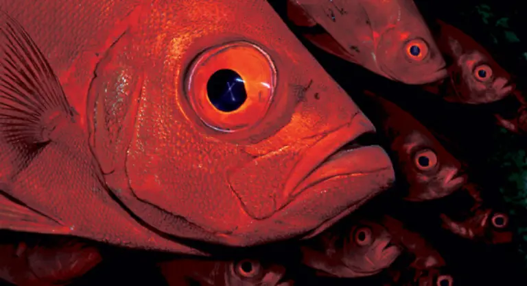 Mehr-als-zwei-Drittel-der-Erde-sind-mit-Meeren-bedeckt-In-dieser-faszinierenden-aber-immer-noch-wenig-erforschten-Welt-ist-vieles-anders-als-an-Land