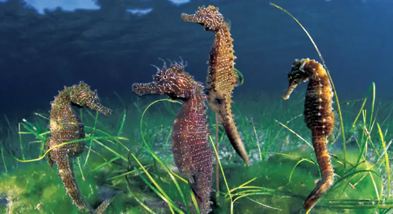 Seepferdchen-zum-Beispiel-sind-Fische-und-bei-ihnen-werden-die-Maennchen-schwanger-Aber-die-Tiefen-des-Meeres-haben-noch-mehr-Wundersames-und-Atemraubendes-zu-bieten