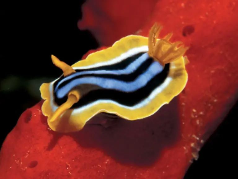 Farbenpraechtige-Korallenriffe