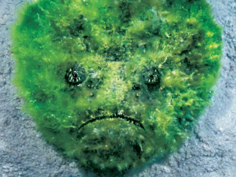 grasgruene-unterseeische-Wiesen