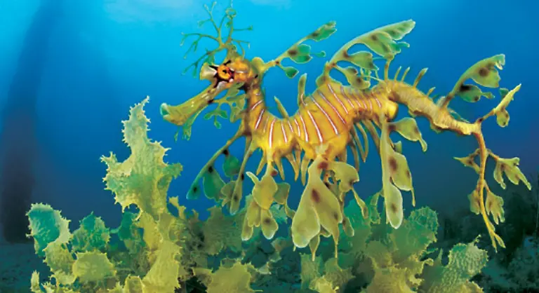 dschungelartige-Tangwaelder