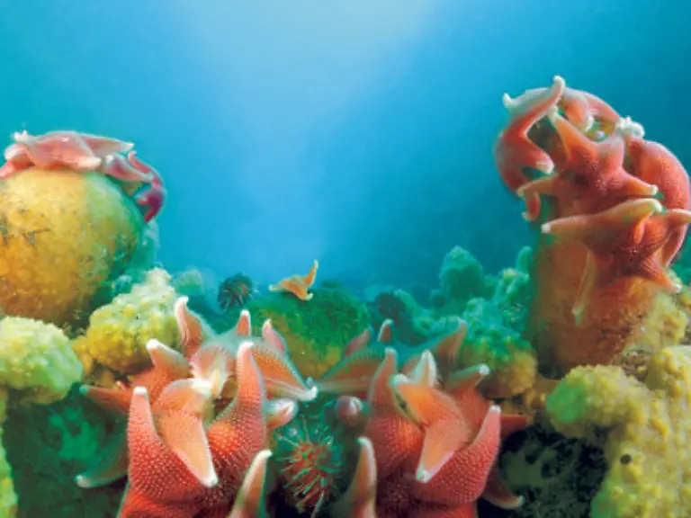 oder-das-eisige-Tuerkisblau-der-Polarmeere