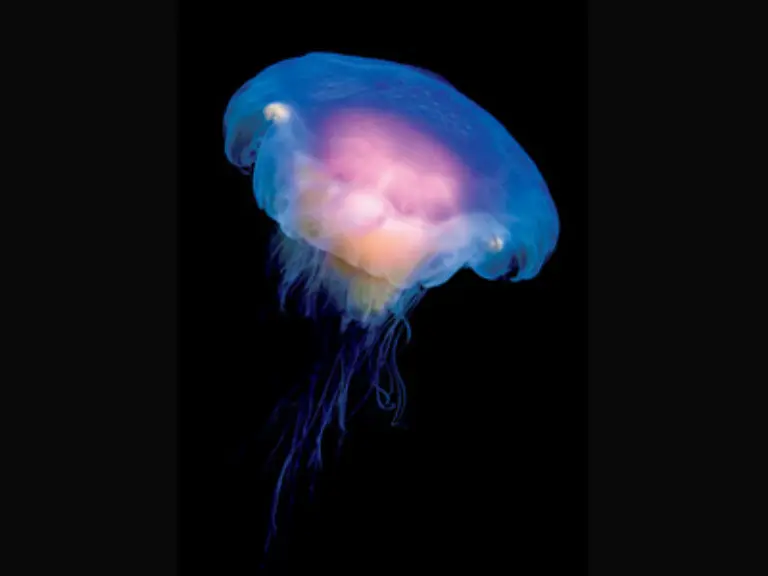 In-kurzen-und-praegnanten-Texten-stellen-die-Autoren-die-eigenartigsten-Vertreter-dieser-Lebensraeume-vor