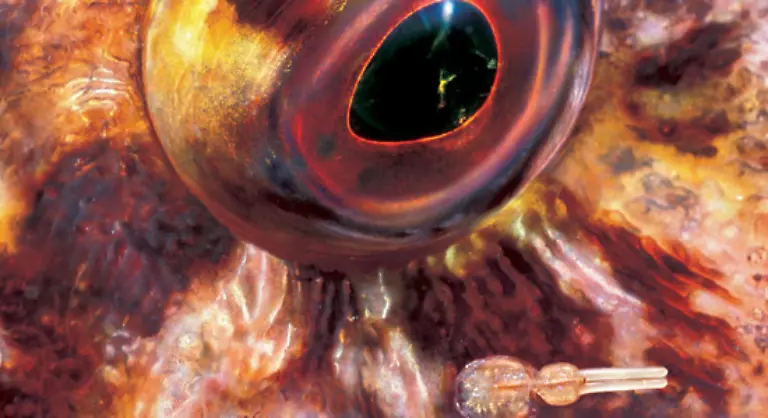 Sie-erzaehlen-von-dem-maerchenhafte-Fetzenfisch-der-mit-den-Seepferdchen-verwandt-ist-und-in-Australien-lebt-Der-auch-als-Seedrache-bezeichnete-Fisch-hat-viele-lappenartige-und-stachelige-Fortsaetze-mit-denen-er-mehr-einer-Tangpflanze-aehnelt