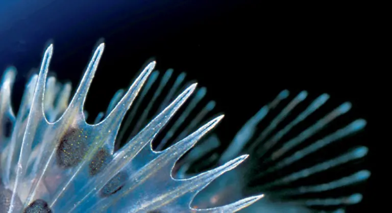 Der-unfoermige-Steinfisch-zaehlt-wohl-zu-den-haesslichsten-Exemplaren-unter-Wasser-Dieser-aeusserst-giftige-Fisch-lebt-unter-anderem-in-den-kuestennahen-Zonen-des-Indischen-Ozeans