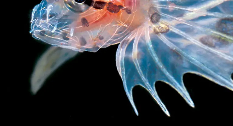 Wer-in-einen-der-vielen-giftigen-Stachel-des-Steinfisches-tritt-muss-unsaegliche-Schmerzen-erleiden-manchmal-endet-die-Begegnung-toedlich