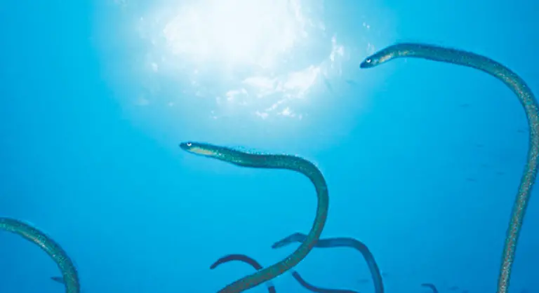 Sehr-giftig-sind-auch-die-Seeschlangen-die-in-tropischen-Kuestengebieten-leben-Einige-dieser-Exemplare-werden-bis-zu-drei-Meter-lang