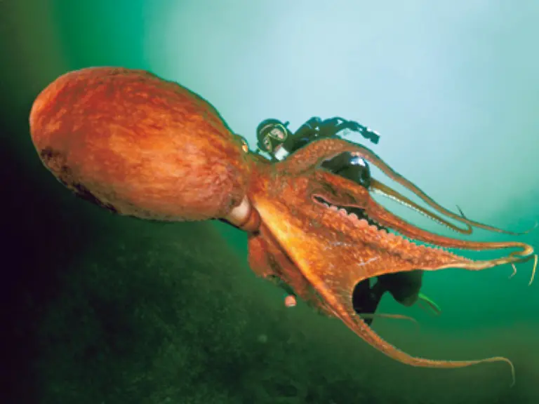 Die-Autoren-stellen-noch-andere-Meeresungeheuer-vor-und-beseitigen-dabei-durch-aktuelle-Erkenntnisse-so-manches-Vorurteil