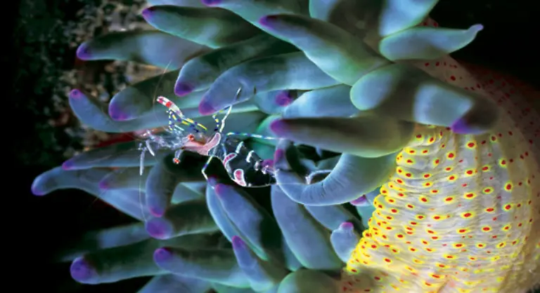 Vor-allem-aber-ist-132-Planet-Meer-eine-faszinierende-Reise-zu-den-verborgenen-Plaetzen-der-Erde-Wissenswerte-Informationen-und-ein-Foto-Index-mit-den-wichtigsten-Fakten-zu-den-gezeigten-Tieren-und-Pflanzen-runden-diese-aussergewoehnliche-Dokumentation-unserer-Unterwasserwelt-ab