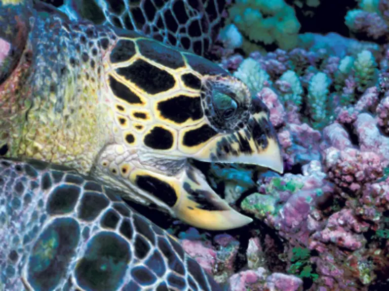 Der-Bildband-Planet-Meer-von-National-Geographic-Deutschland-versammelt-420-Fotos-auf-384-Seiten-und-kostet-49-95-Euro