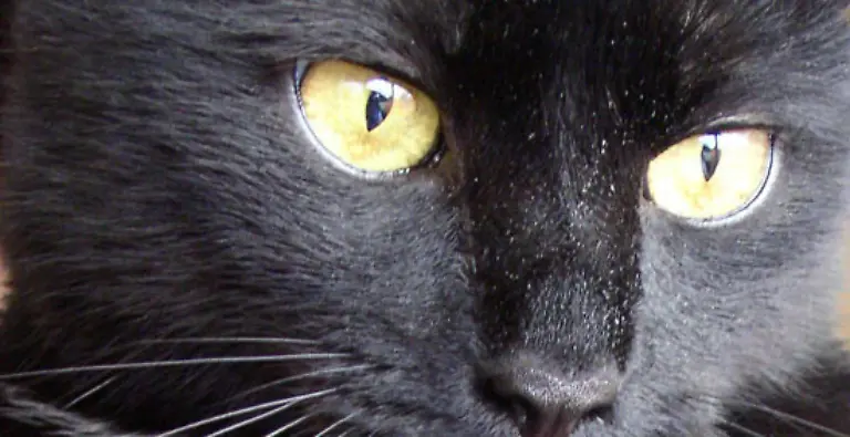 Und-von-gaenzlich-unbekannter-Quelle-stammt-Ob-dir-eine-schwarze-Katze-Glueck-oder-Unglueck-bringt-haengt-davon-ab-ob-du-Mensch-oder-Maus-bist