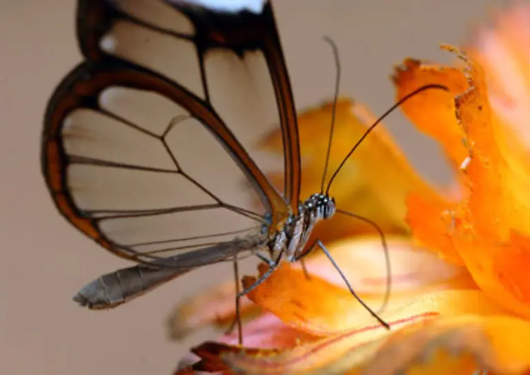 Ein-japanisches-Sprichwort-besagt-hingegen-Die-Schoenheit-ist-die-Bluete-des-Gluecks