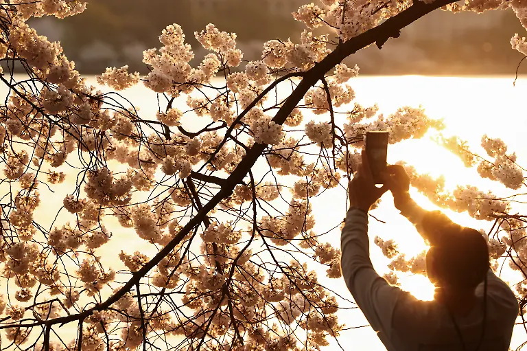 A-visitor-to-the-Tidal-Basin-photographs-cherry-blossoms-at-sunrise-in-Washington-D-C-March-26
