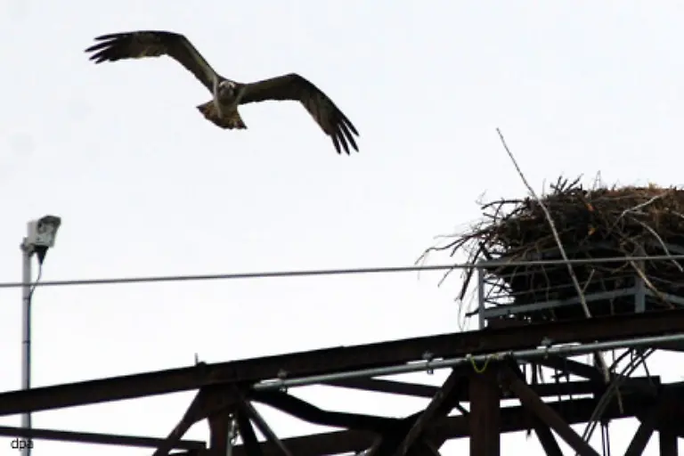 Er-installierte-Internet-Kameras-an-Storchennestern
