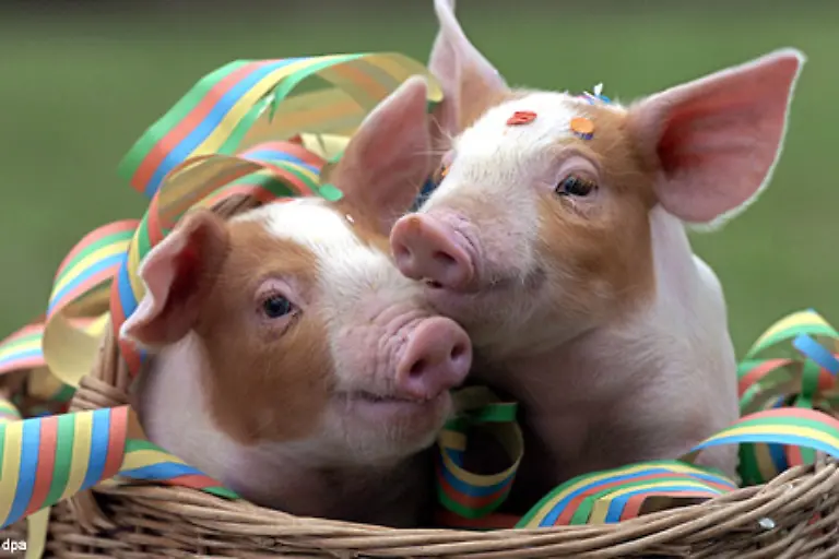 Die-sind-nicht-nur-putzig-sondern-auch-noch-wahre-Gluecksboten-Wer-frueher-viele-Schweine-hatte-war-hoeher-als-andere-gestellt-Ein-Schwein-war-ein-Zeichen-von-Reichtum-und-Wohlstand-Es-gilt-als-Symbol-fuer-Fruchtbarkeit-und-Staerke