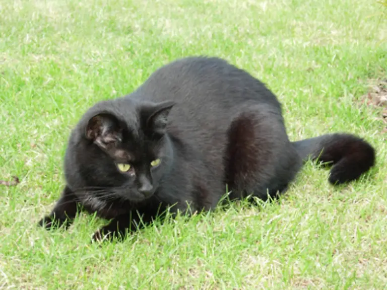 Allen-voran-muss-hier-wohl-die-Schwarze-Katze-genannt-werden-Waehrend-sie-in-Aegypten-als-heilig-gelten-wurden-gerade-Katzen-mit-schwarzem-Fell-bei-uns-seit-Jahrhunderten-als-Ungluecksboten-angesehen