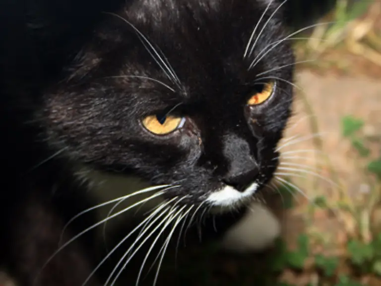 katze