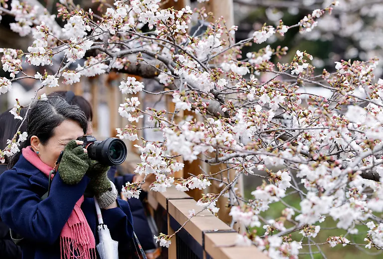 A-visitor-takes-a-picture-of-cherry-blossoms-at-Chidorigafuchi-Park-in-Tokyo-Japan-March-26