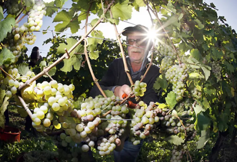 Aber-im-Ernst-Alkohol-ist-ein-in-reifen-Fruechten-und-Saeften-natuerlich-vorkommendes-Produkt-der-alkoholischen-Gaerung-mit-berauschender-Wirkung