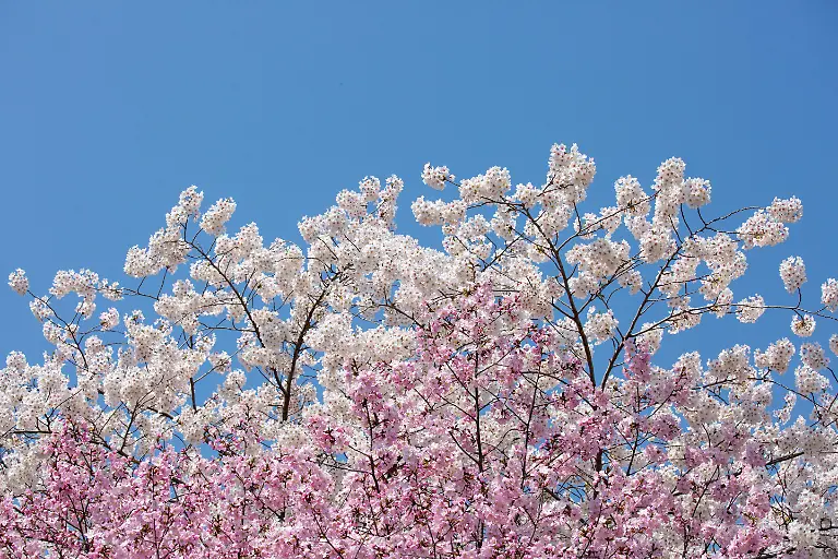 Visitors-enjoy-the-early-cherry-blossoms-in-full-bloom-at-Yuyuantan-Park-in-Beijing-31-March-2026