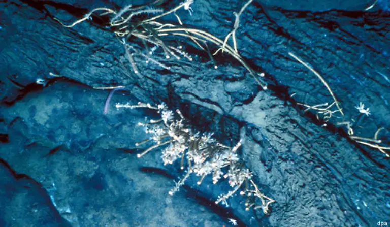 Sie-sehen-eher-wie-diese-Mikroben-aus-die-auf-der-Erde-an-Tiefsee-Asphaltvulkanen-entdeckt-wurden