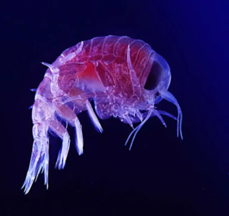 Der-Begriff-Plankton-wurde-1887-von-dem-Kieler-Meereskundler-Victor-Hensen-1835-1924-eingefuehrt-der-1889-die-erste-wissenschaftliche-Expedition-leitete-die-sich-nur-mit-Plankton-beschaeftigte