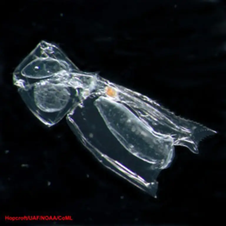Alle-planktischen-Organismen-die-keine-Photosynthese-betreiben-sondern-sich-von-anderen-Organismen-ernaehren-werden-zum-Zooplankton-gezaehlt