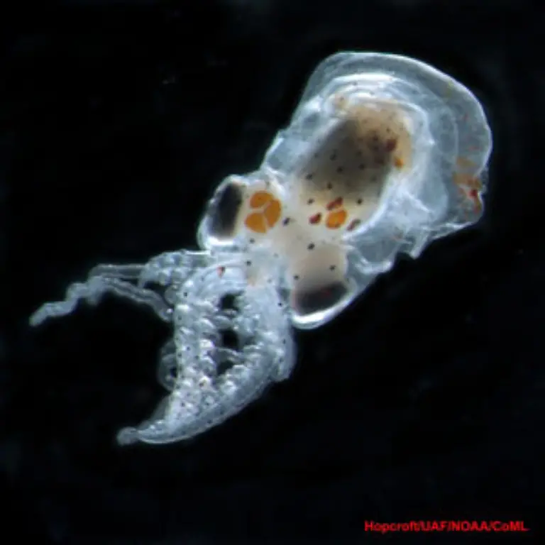 Baby-Octopus