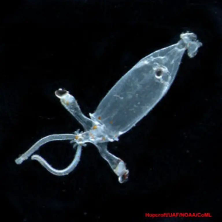 Baby-Tintenfisch
