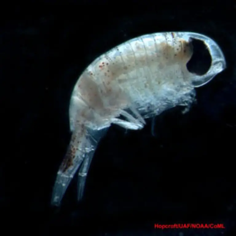Brachyscelus-crusculum