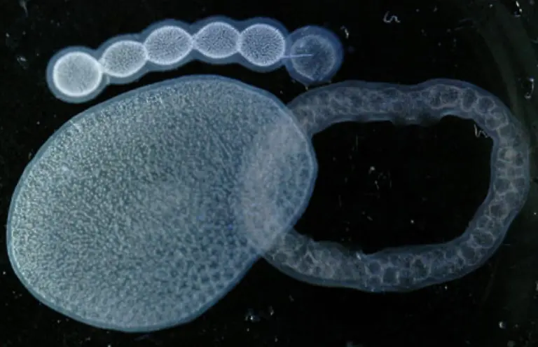 Colonial-radiolarians
