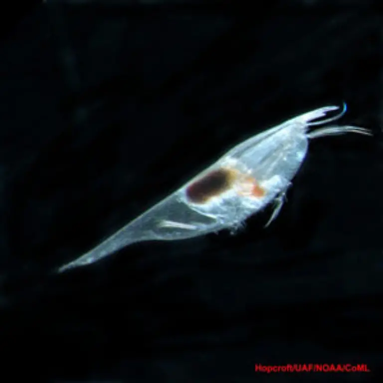 Conchaecilla-daphnoides