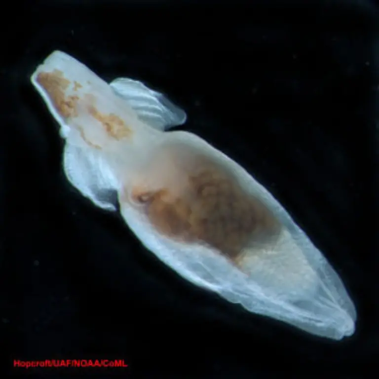 Crucibranchaea-macrochira
