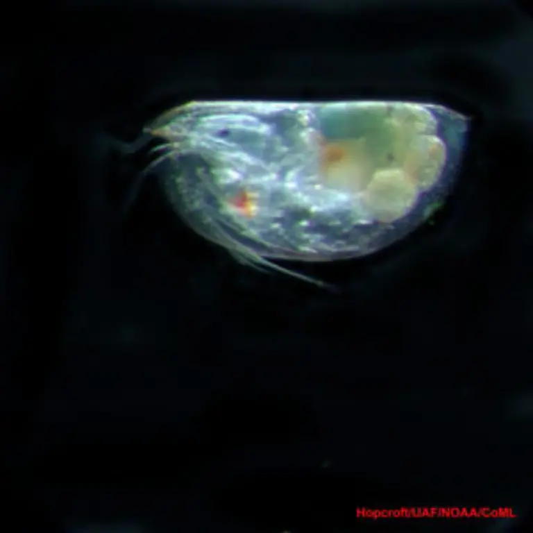 Euconchoecia-chierchiae