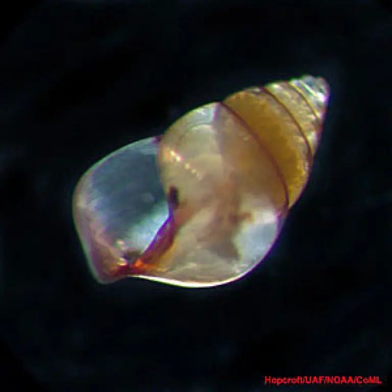 Limacina-bulimodes