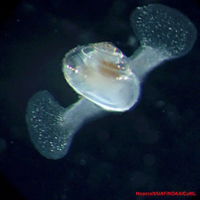 Limacina-leseuri