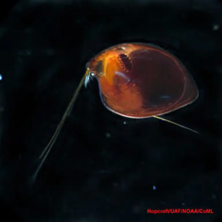 Macrocypridina-castanea