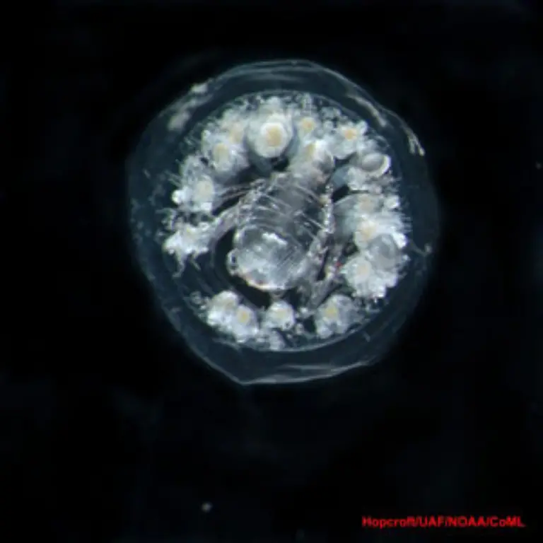 Phronima-atlantica