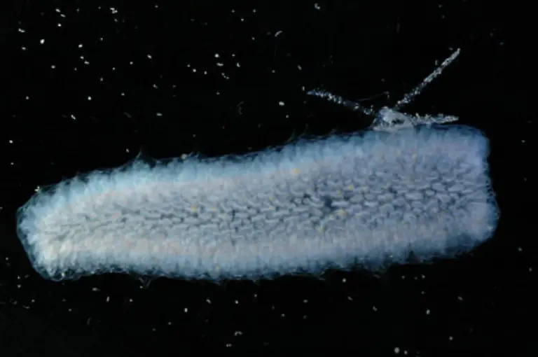Pyrosoma-with-radiolarian