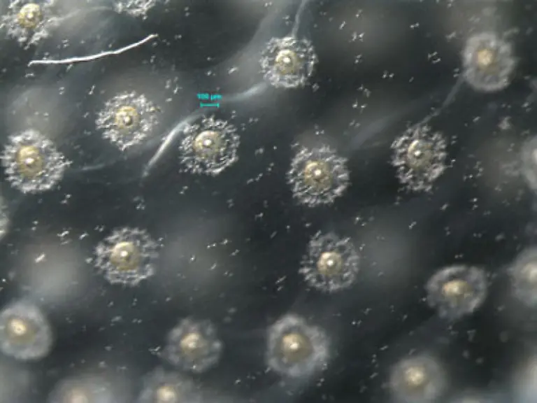 Nahaufnahme-eines-Radiolarian