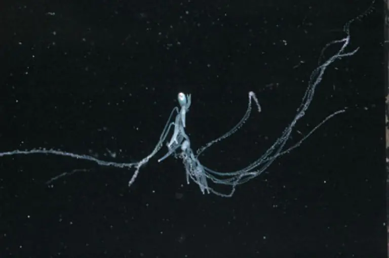 Rhizophysa