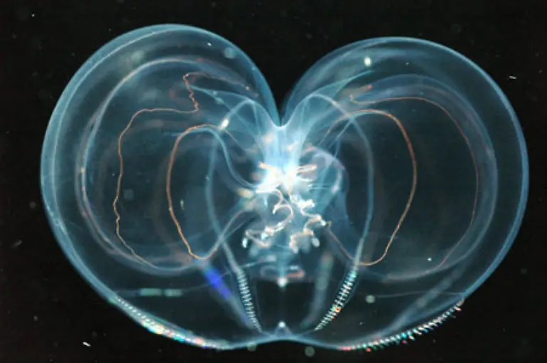 Thalassocalyce