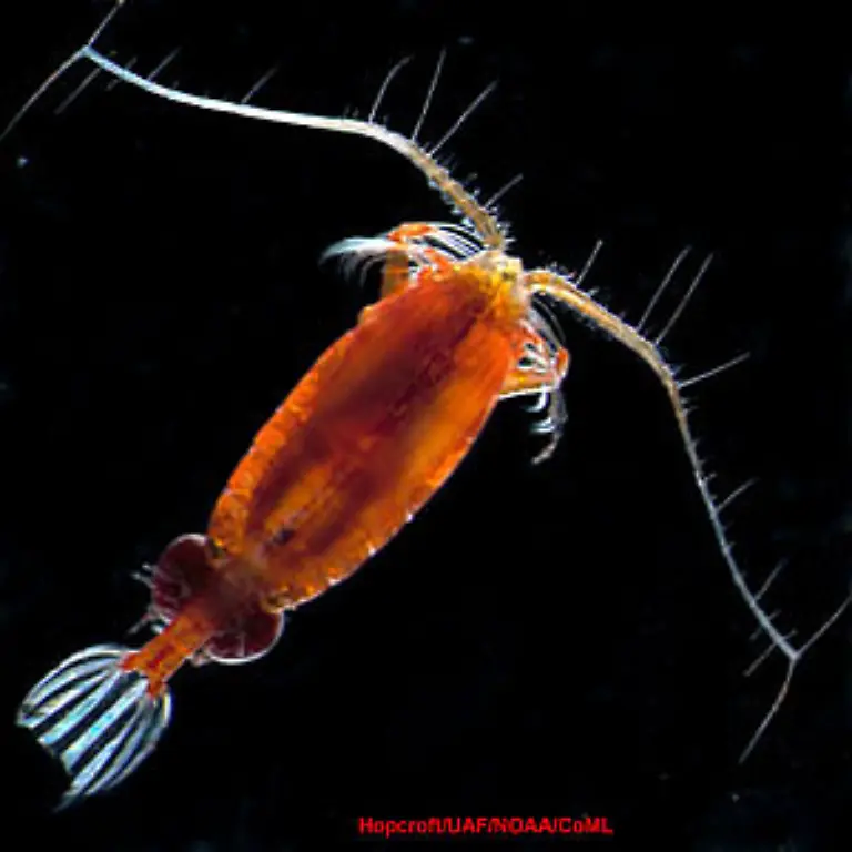 Valdiviella-insignis-Alle-Fotos-von-Census-of-Marine-Life