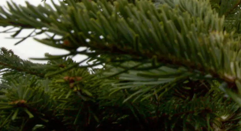 Die-Nadeln-piecksen-fast-gar-nicht-bleiben-lange-am-Baum-haengen-und-die-Nordmanntanne-nimmt-es-einem-auch-nicht-krumm-wenn-sie-mal-zu-wenig-Wasser-bekommt-In-warmen-Zimmern-uebersteht-sie-durchaus-anderthalb-Wochen