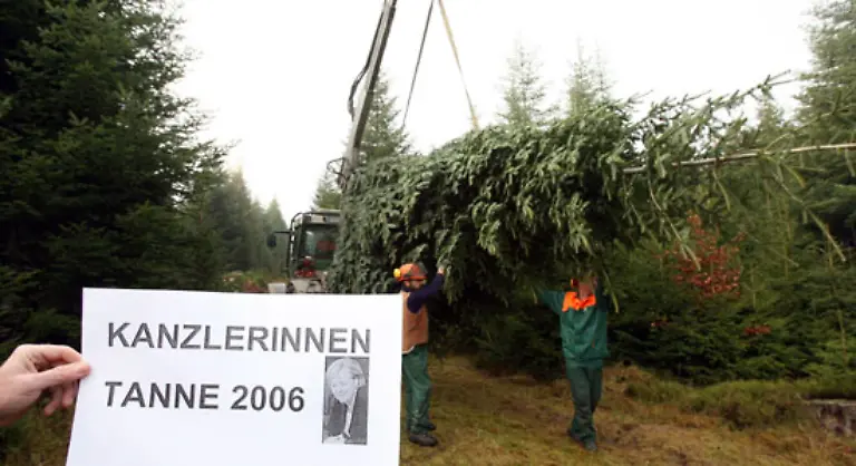 Doch-sie-hat-sich-mittlerweile-rar-gemacht-Nicht-nur-im-weihnachtlichen-Wohnzimmer-sondern-auch-in-der-Natur-ist-sie-immer-weniger-zu-sehen-Diese-hier-schmueckt-mittlerweile-das-Berliner-Bundeskanzleramt