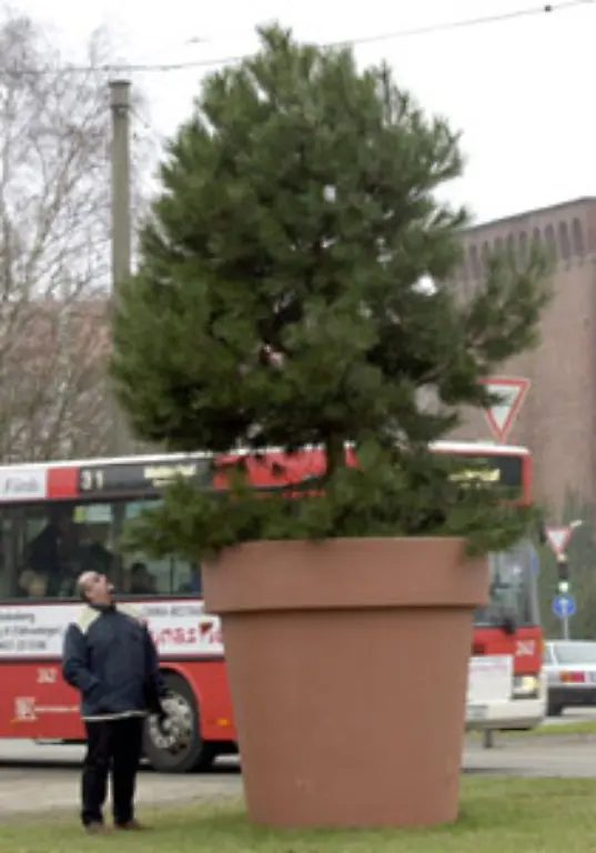 die-Schwarzkiefer-Eher-aus-der-Not-avancierte-er-im-Nordosten-Deutschlands-zum-klassischen-Ersatzweihnachtsbaum-Der-Grund-Auf-dem-sandigen-Lehmboden-waechst-kaum-eine-Nadelbaumart