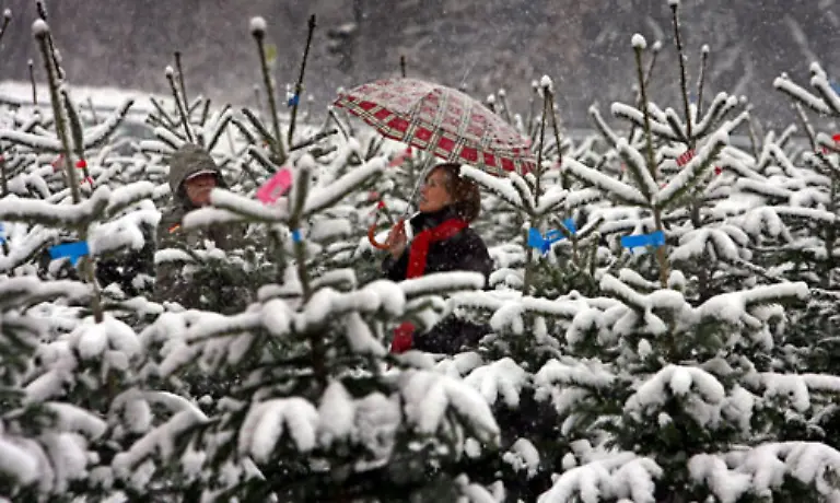 Gute-Karten-hat-schon-mal-wer-seinen-frisch-geschnittenen-Baum-so-spaet-wie-moeglich-kauft-Und-wer-weiss-vielleicht-rieselt-ja-doch-noch-der-Schnee