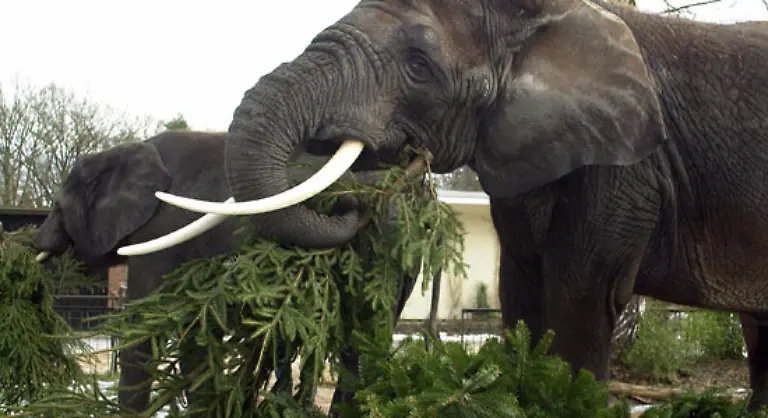 Die-fressen-die-Elefanten-Traditionell-werden-im-Rostocker-Zoo-zum-Jahreswechsel-die-frischen-Weihnachtsbaeume-die-nicht-verkauft-wurden-an-verschiedene-Zoobewohner-verfuettert
