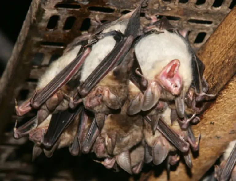 Die-Tiere-stehen-unter-Stress-so-Artenschutz-Experte-Peter-Schuetz-von-der-nordrhein-westfaelischen-Landesanstalt-fuer-Oekologie-Bodenordnung-und-Forsten